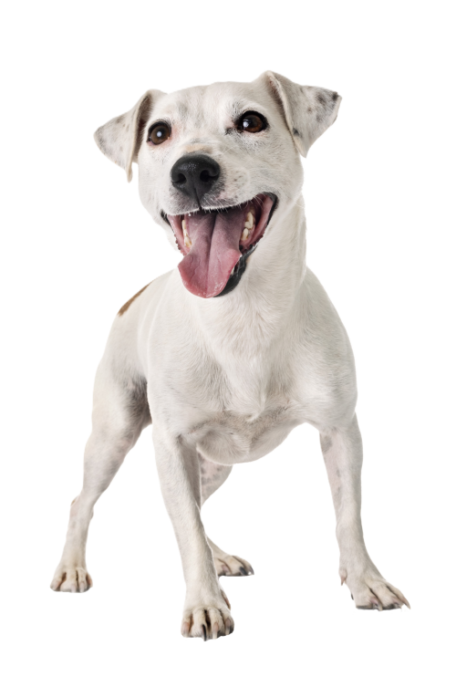 happy dog standing transparent fixed